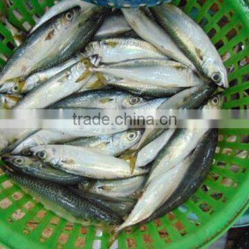 Frozen Pacific Mackerel Fish Newest photo-4