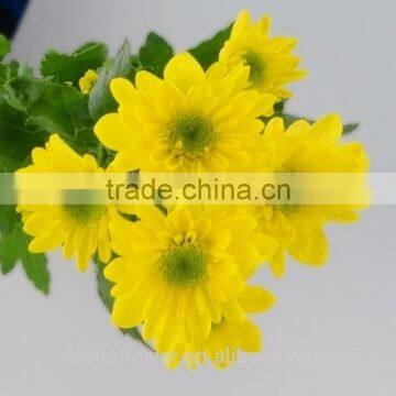 Yellow Chamomile Flowers Chrysanthemum Cut Fresh Flowers Wholesale photo-2