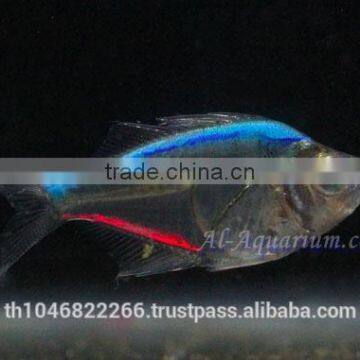 Glass Fish Mix Color For Sale / Ornamental Fish International Exporter photo-6