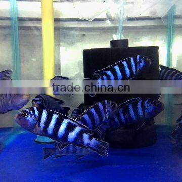 Damasoni Cichlid From Cichlid Fish Breeding Farm and Exporter