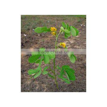 CASSIA TORA photo-2