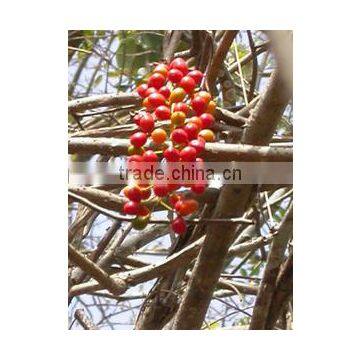 Tionospora Cordifolia photo-3