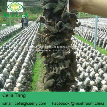 GMP Supply 100% Natural Black Fungus photo-2