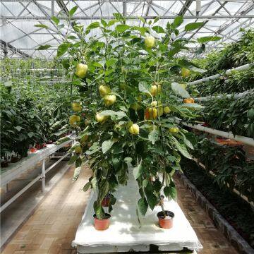 Greenhouse for Cherry Tomato/Sweet Pepper Soilless Cultivation with Stone Wool