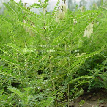 Astragalus Root Extract lowering blood lipid