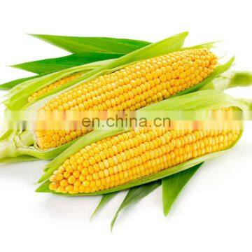 fresh sweet corn shelling machine / fresh corn peeling machine