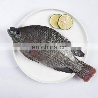 china factory black tilapia fish frozen tilapia fish price