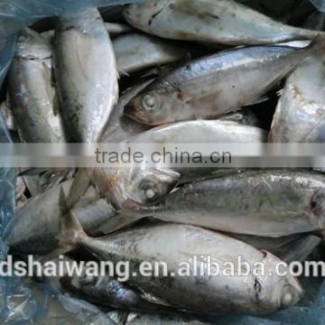 Landing frozen Bigeye scad Selar curmenophthalmus