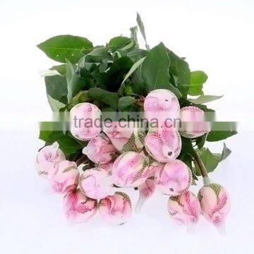 Colorful classical double pink rose