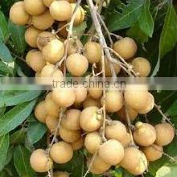 Organic Fresh Longan From Thailand