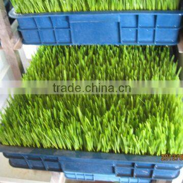 Wheat/grass/bean Growing Machine, Barley Sprout Machine Hydroponics Animal Fodder photo-2