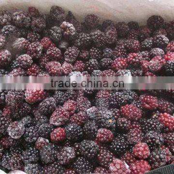 FD Frozen dried blackberry whole with high quality for sale