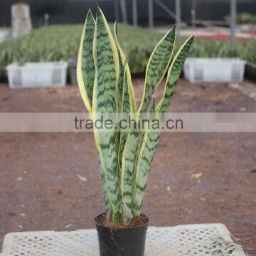 Sansevieria plants gift for graduation