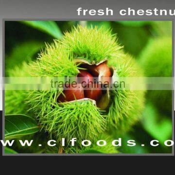 organic foodstuff (fresh chestnut)