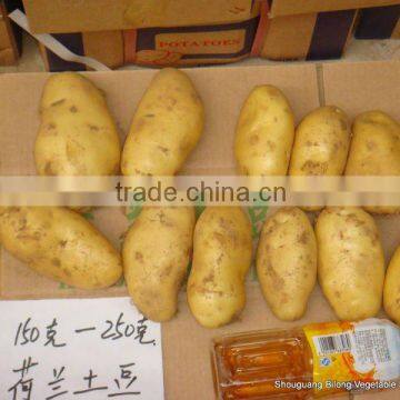 whole sale big quantity fresh yellow potato (chinese)