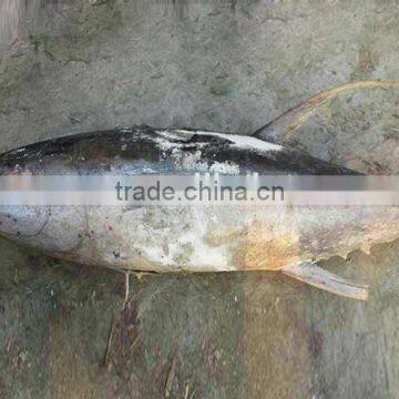 new sea frozen yellow fin tuna 3-9kg exports