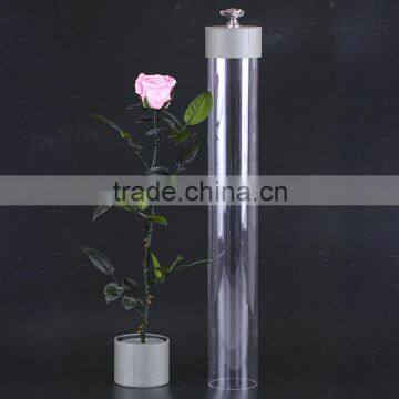 2016 Yiwu Aimee Wholesale Fresh Colorful Preserved Flower(AM-PF08) photo-4