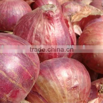 Fresh Red Round Onion