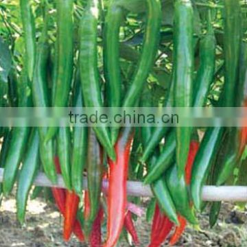 Hybrid red chili pepper seeds for growing-PS010