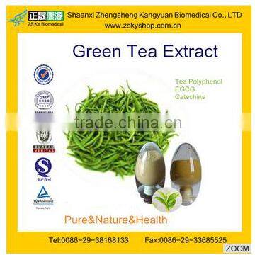 GMP & TUV certified factory supply natural Green Tea Extract catechins