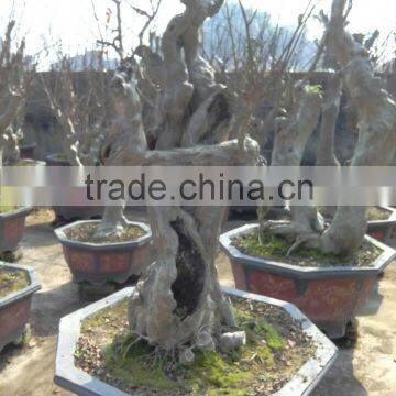 Lagerstroemia indica L. nursery