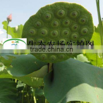 Nelumbo Nucifera Gaertn Lotus Nut Lotus Seeds photo-5