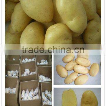 Certified HALAL/ GAP Fresh Potato for PASIR GUDANG,MALAYSIA