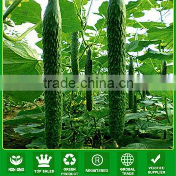 CU02 Jinyan no.4 high yield long cucumber seeds high yield vegetable seeds