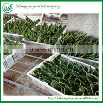 Sansevieria Wholesale Indoor Plants photo-4