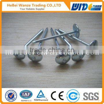 High quality cheap galvanized roofing nails / umbrella roofing nails / galvanized roofing nails by TUV Rheinland