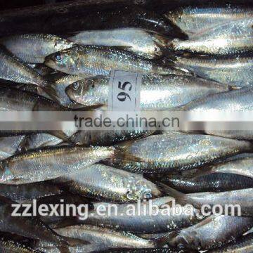 Good Quality Frozen Sardine for Bait