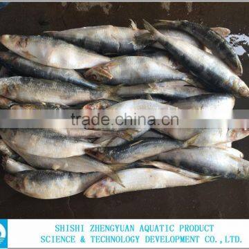 Hot Sale Frozen Sardine Fish Whole Round photo-2