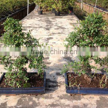 Ulmus ( Chinese Elm) Bonsai Tree S Shape photo-3