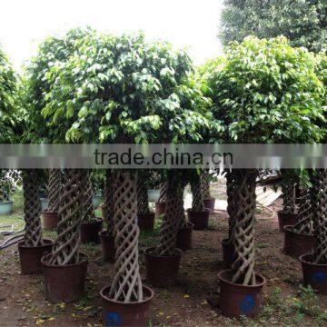 Ficus benjamina cage shape nursery 200cm