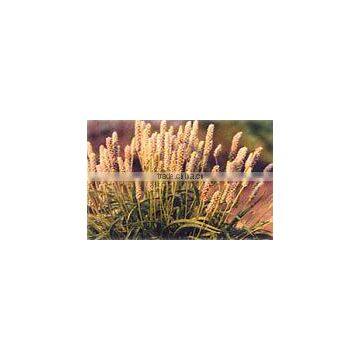 Psyllium Seeds photo-2