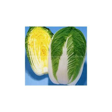 Chinese Cabbage