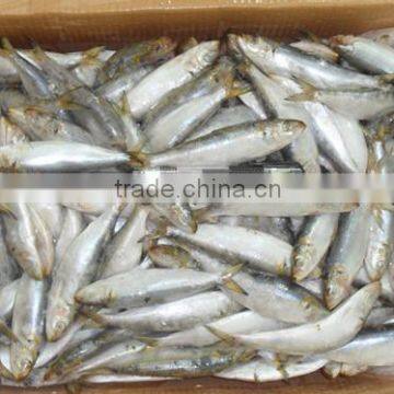 Frozen Sardines (Sardinella Longiceps) for bait and canning 250pcs