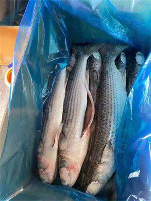 Mullet Fish / Grey Mullet, Mullet 1000-200 photo-3