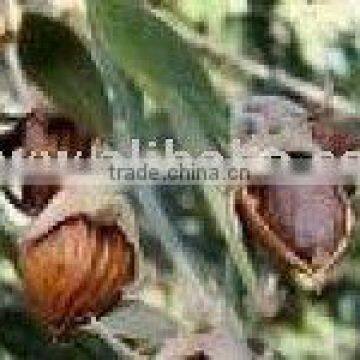 jojoba seeds 002 0104214672