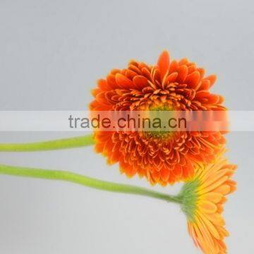 Decorative Crazy Selling the golden sun gerbera jamesonii