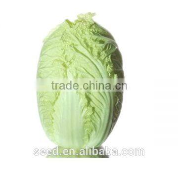 high resistant Chinese green cabbage seeds SXD No.3