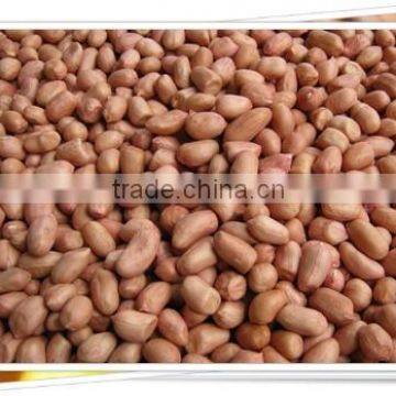 Raw Peanuts Kernel photo-2