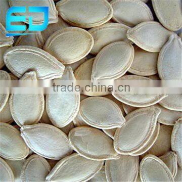 10mm+ 11mm Yellow Color Shine Skin Pumpkin Seeds photo-2