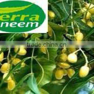 Natural Neem Oil Pesticide