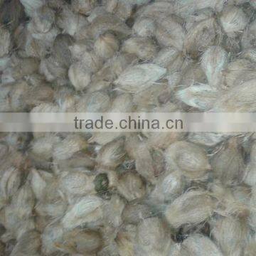 Fresh Green Cocounts photo-4