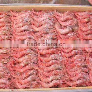 frozen red shrimps prawns