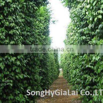 BLACK PEPPER 550GR/L CLEANED photo-2