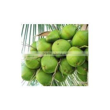 FRESH YOUNG COCONUT