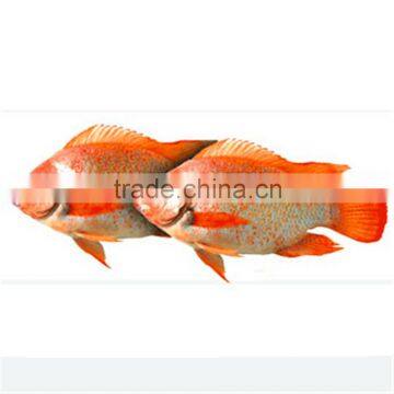 China supplier frozen Red tilapia