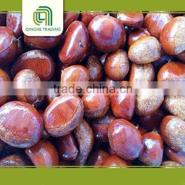 Hot selling chestnut with low price